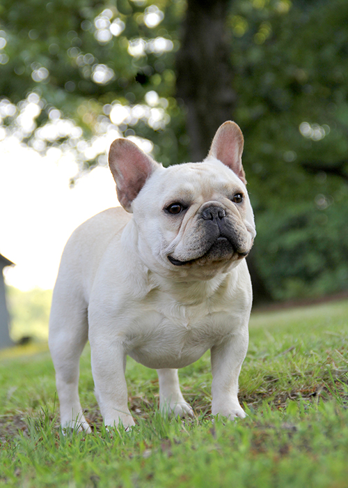 Adore Frenchies | French Bulldogs in Chapel Hill, NC